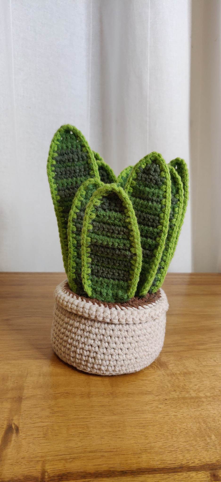 Sansevieria