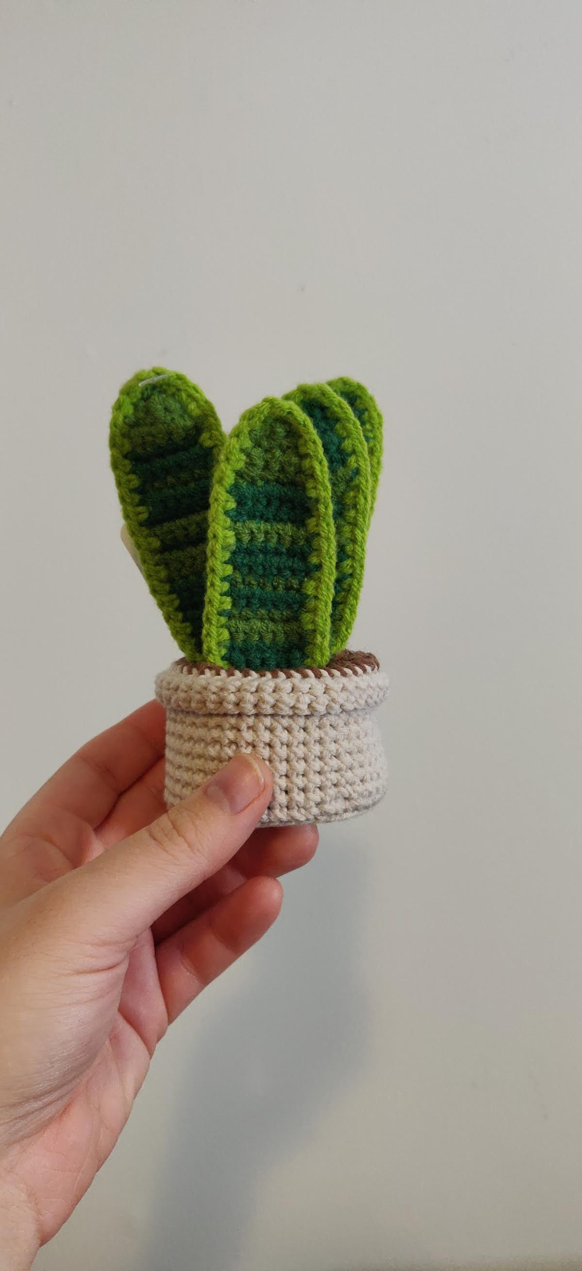 Sansevieria