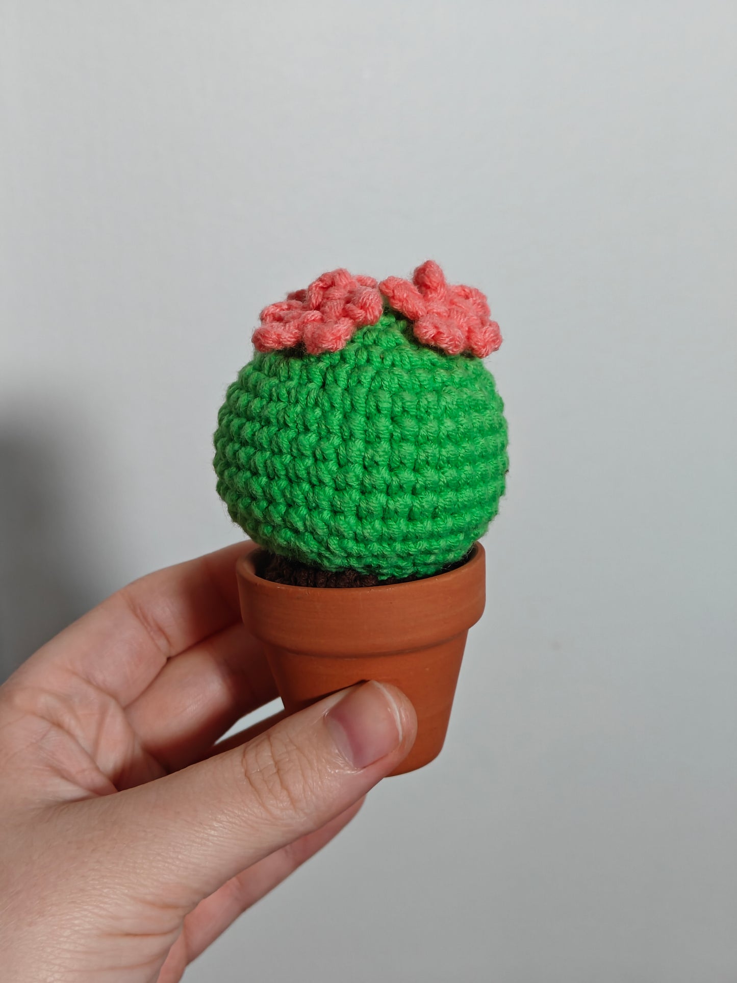 Mini cactus with terracotta pot