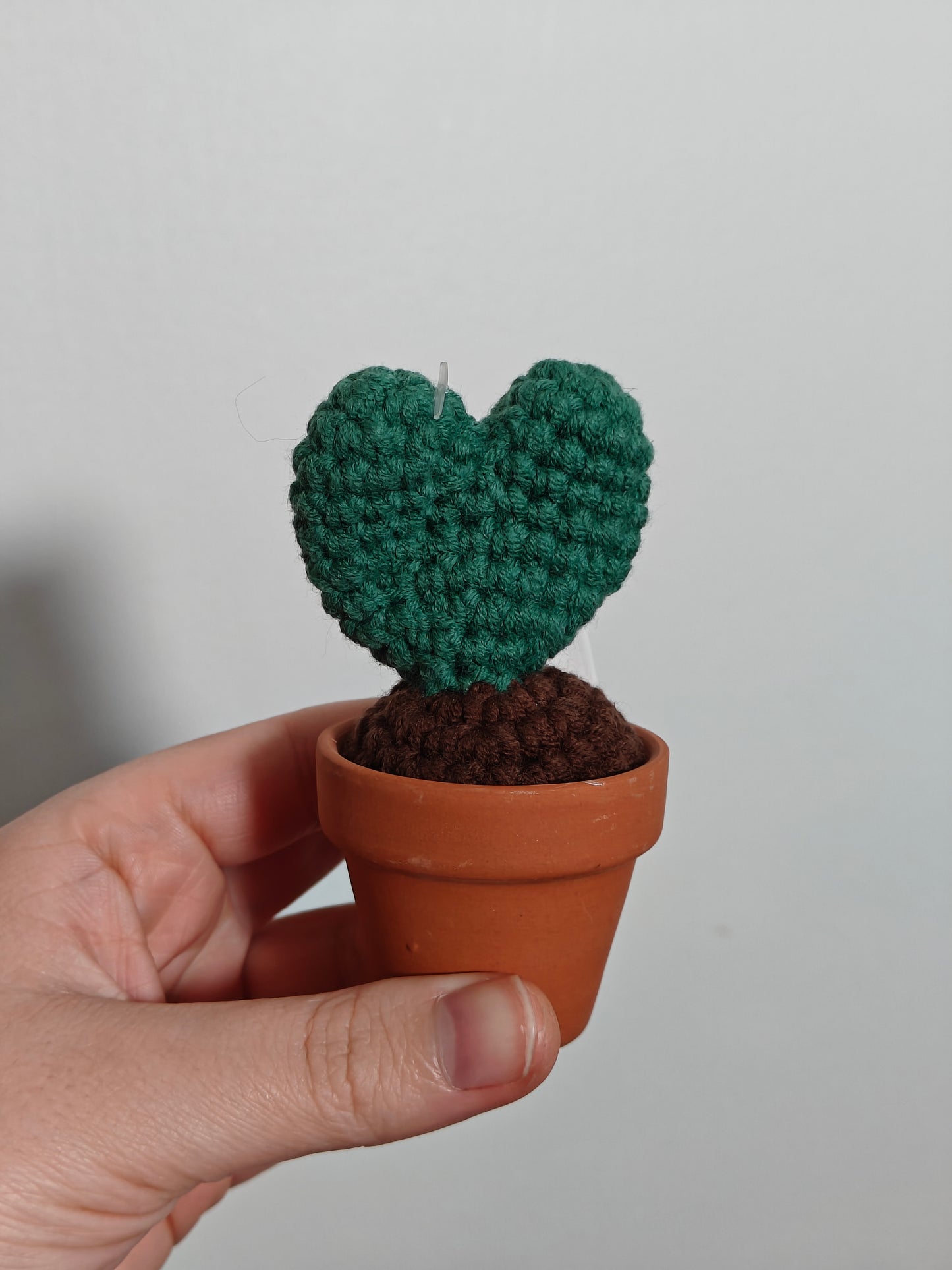 Mini cactus with terracotta pot
