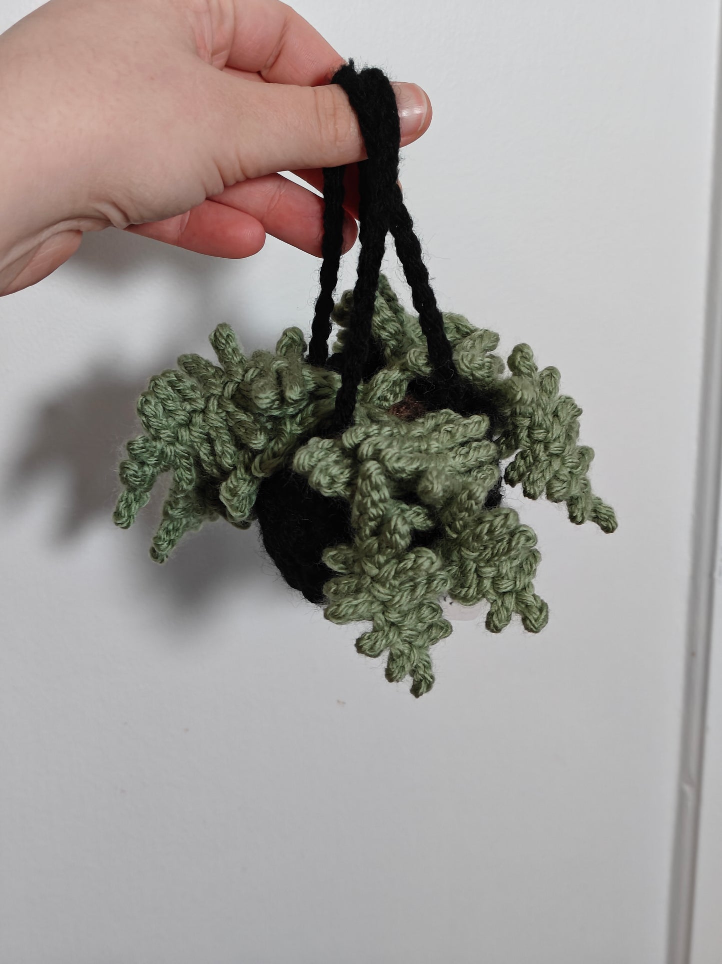 Suspended fern plant