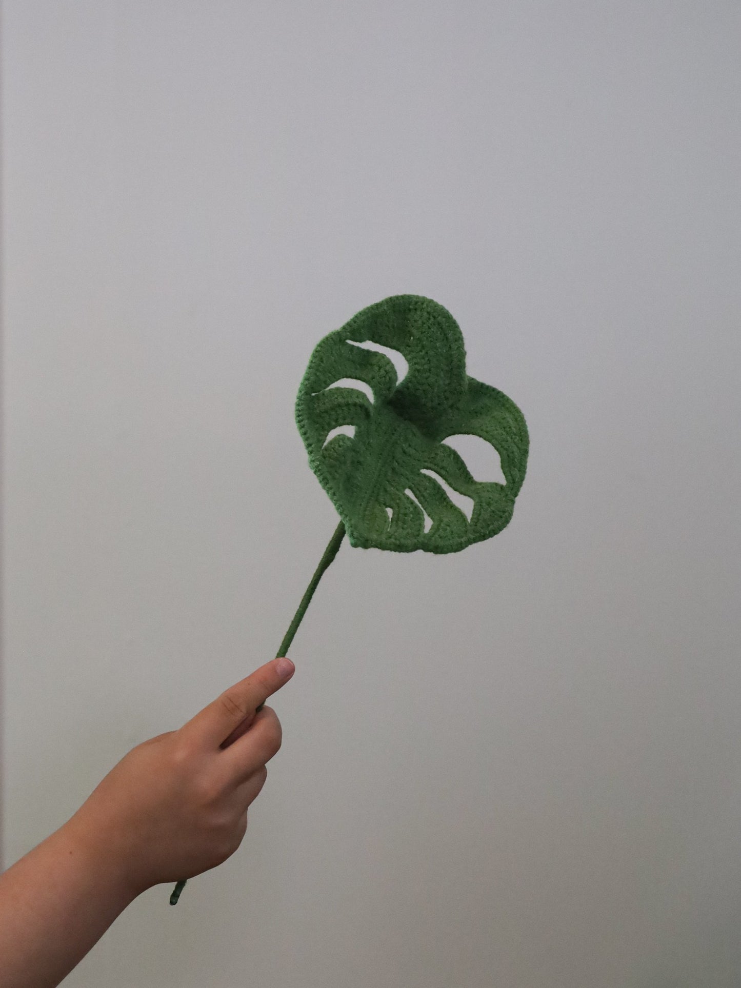 Monstera leaf