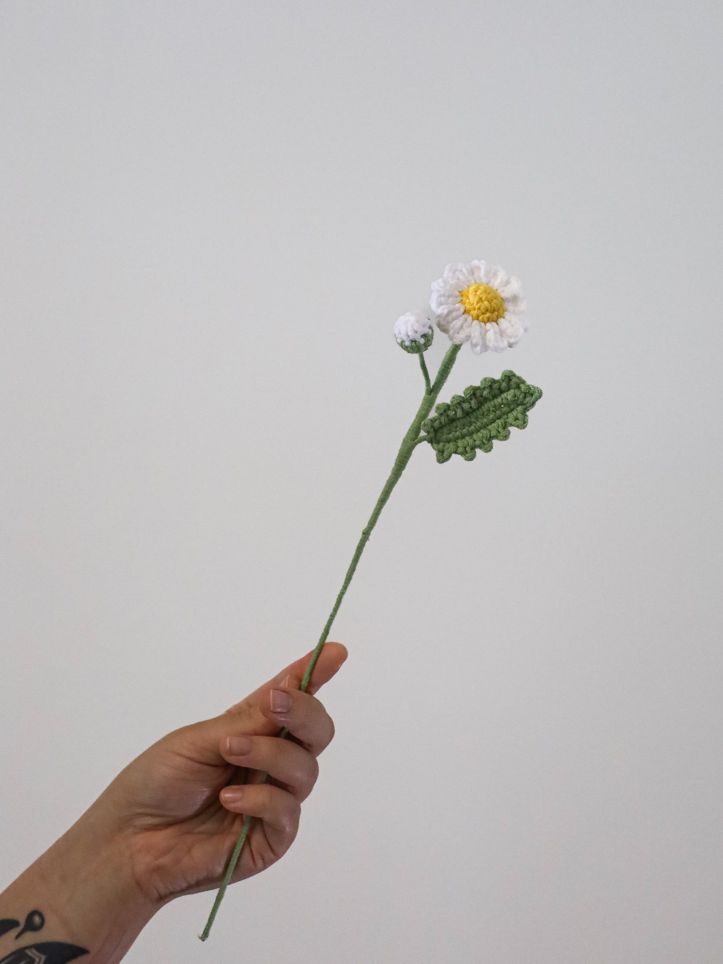Daisy with bud