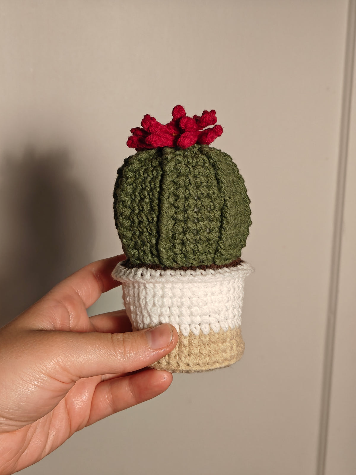 Cactus fleur dans un pot