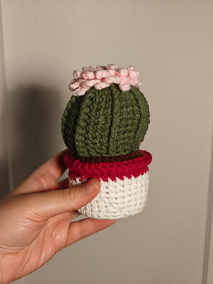 Cactus fleur dans un pot