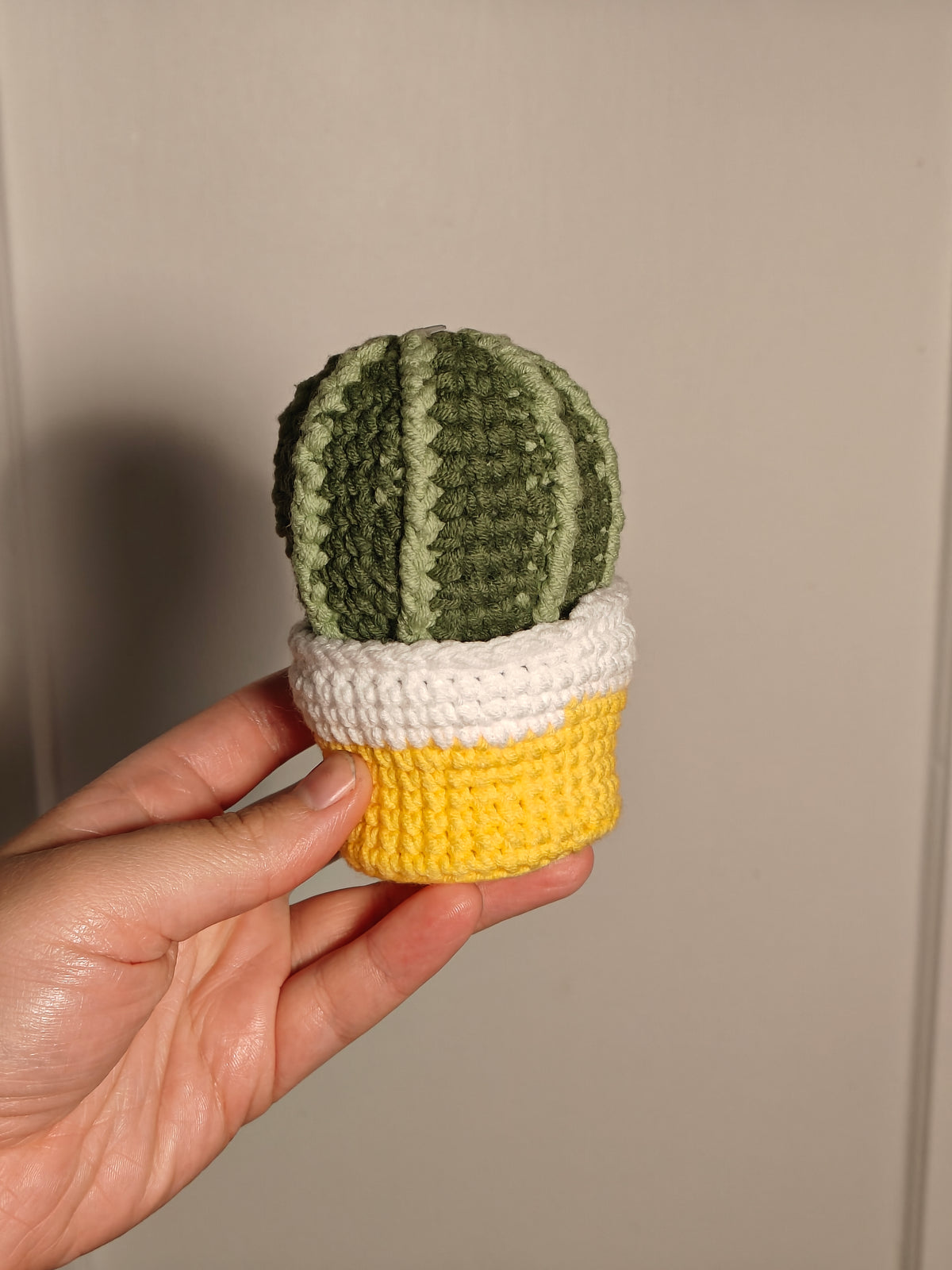 Cactus dans un pot