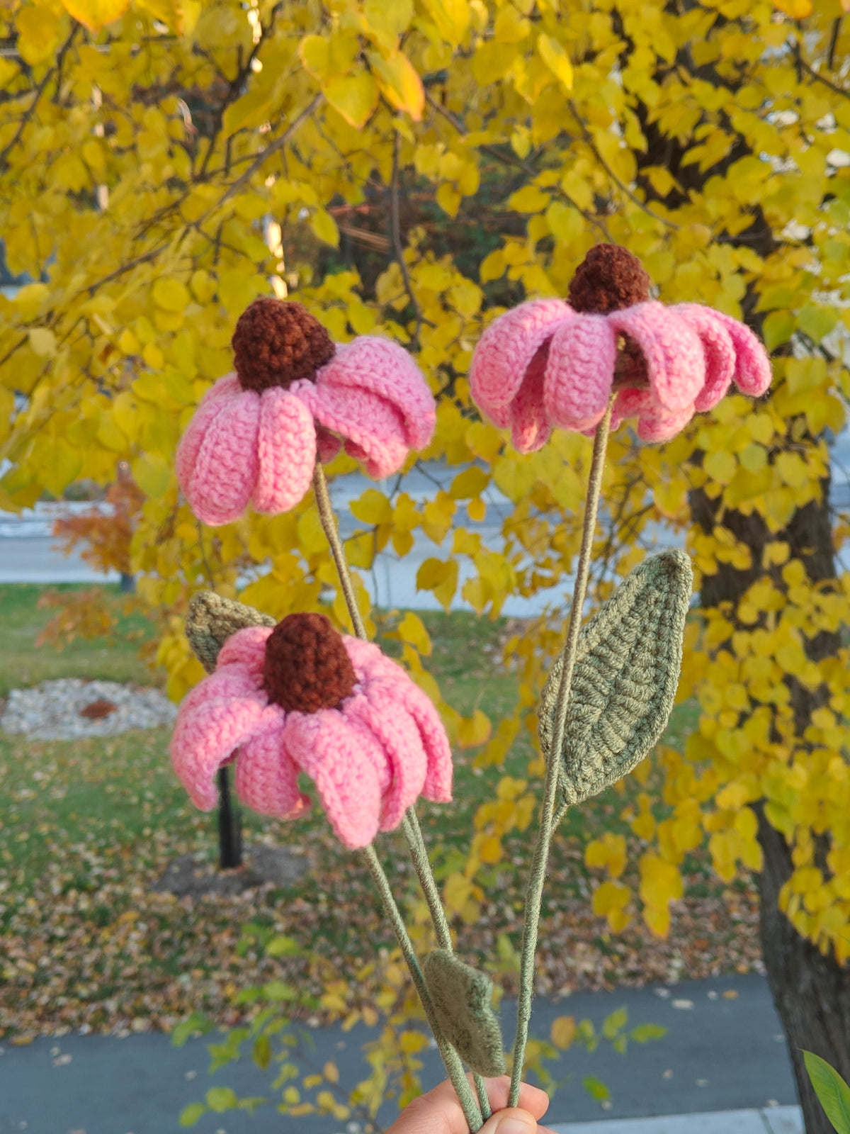 Echinacea
