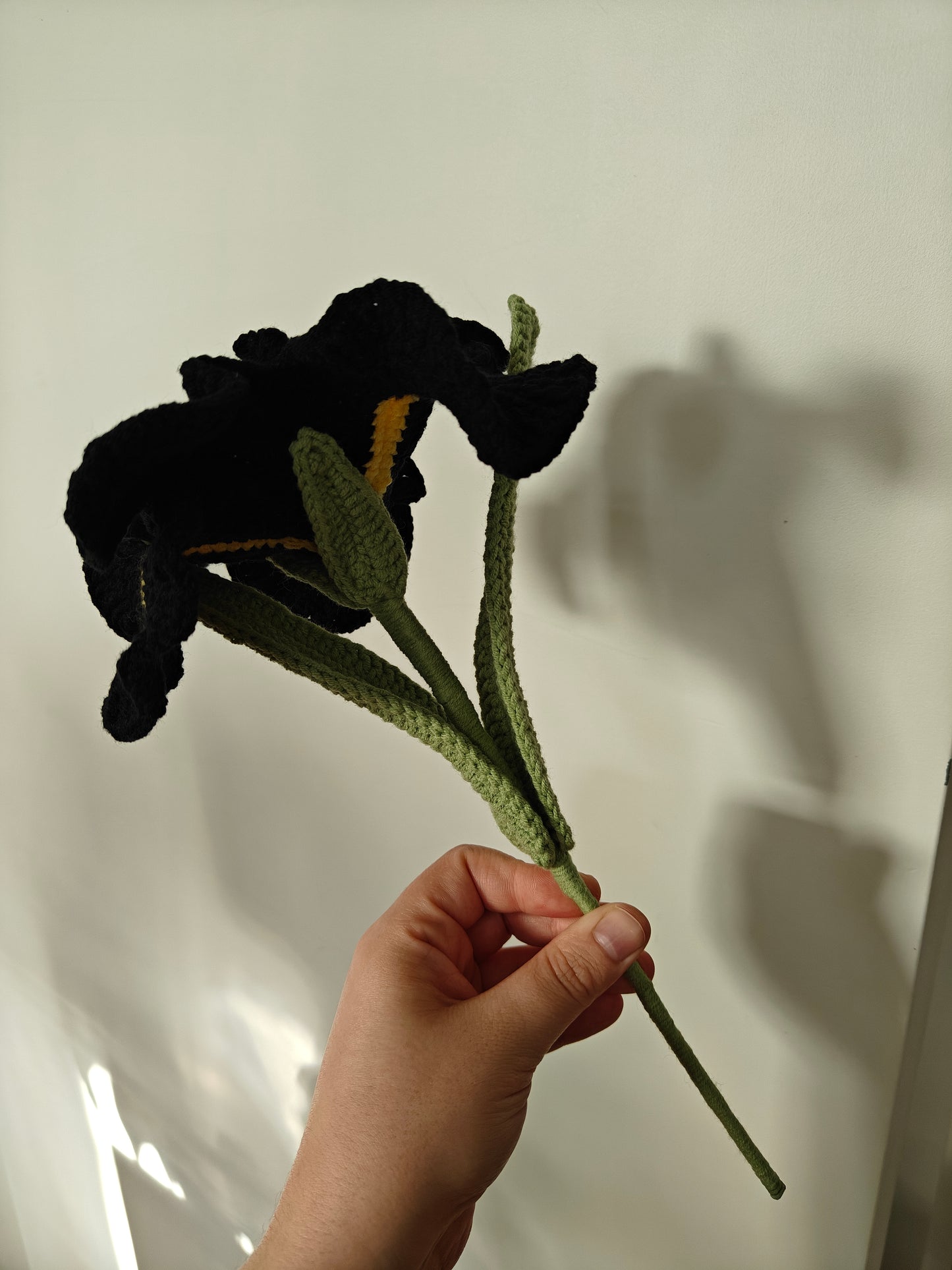 Iris