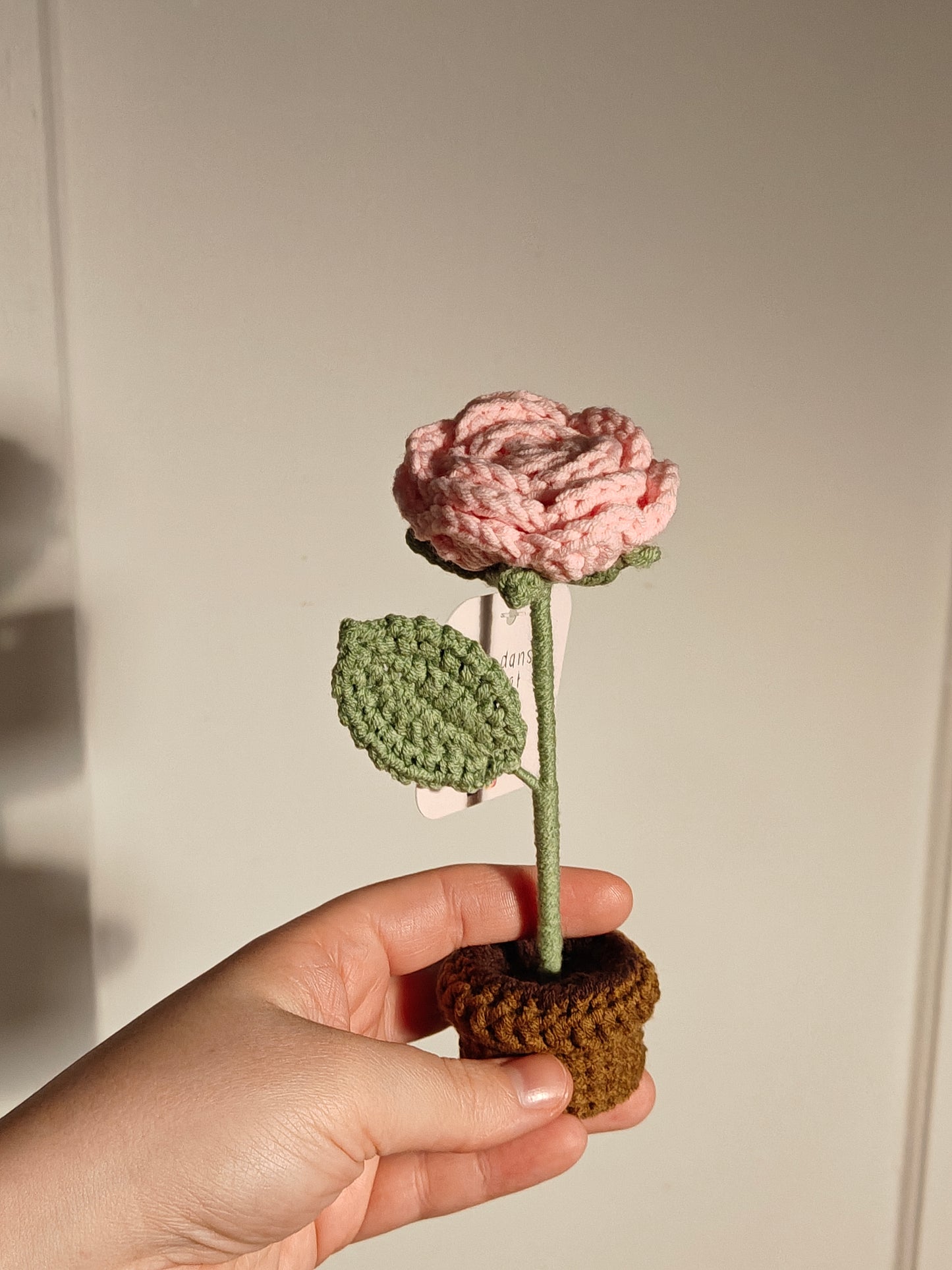 Flower in a pot