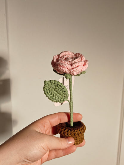 Flower in a pot