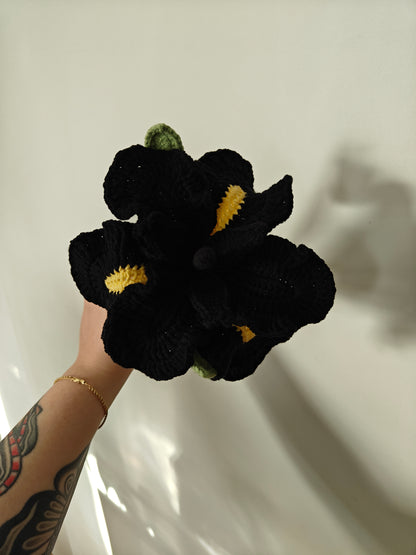 Iris