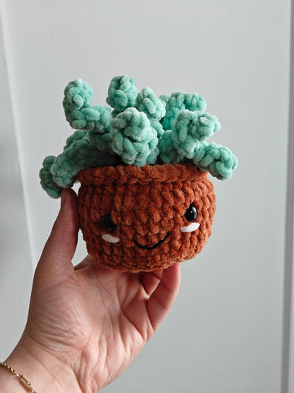 Poppy the houseplant